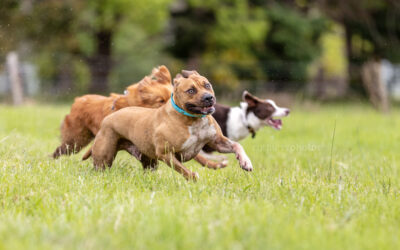 speedy speedsters catch-up | dogs of sydney