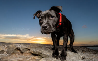Humphrey the Staffy puppy | Sydney Puppy Photos