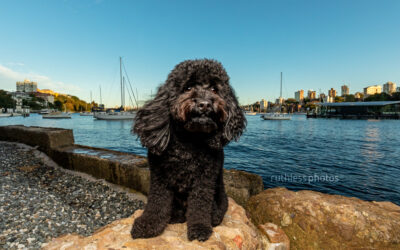 Maxie the Cavoodle | Sydney Dog Photos