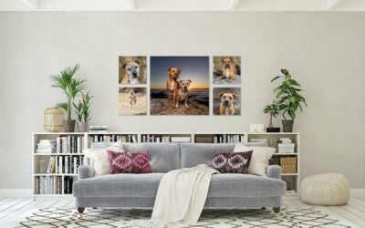 Hudson and Phe | Sydney Dog Photographer