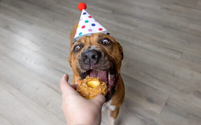 Butters’ 4th birthday | Sydney Dog Photographer