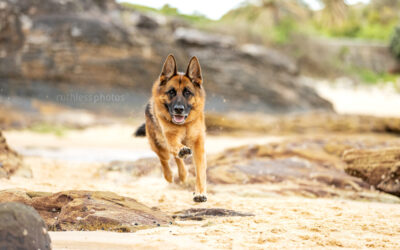 Remo the German Shepherd | Sydney Dog Photographer