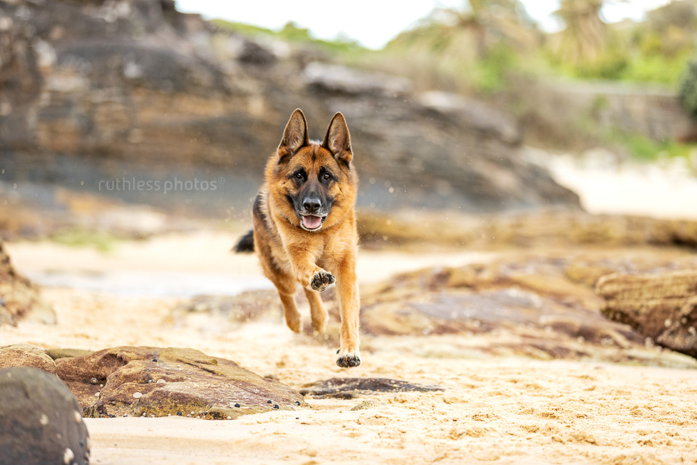 Remo the German Shepherd | Sydney Dog Photographer