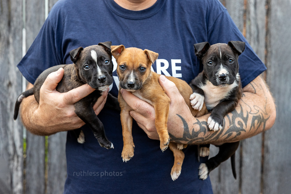 Trax, Niro & Piazza – our foster puppies