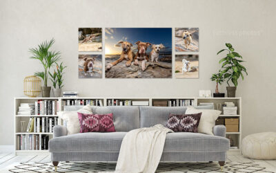 Keeya, Sunny & Oryx | Sydney Dog Photographer