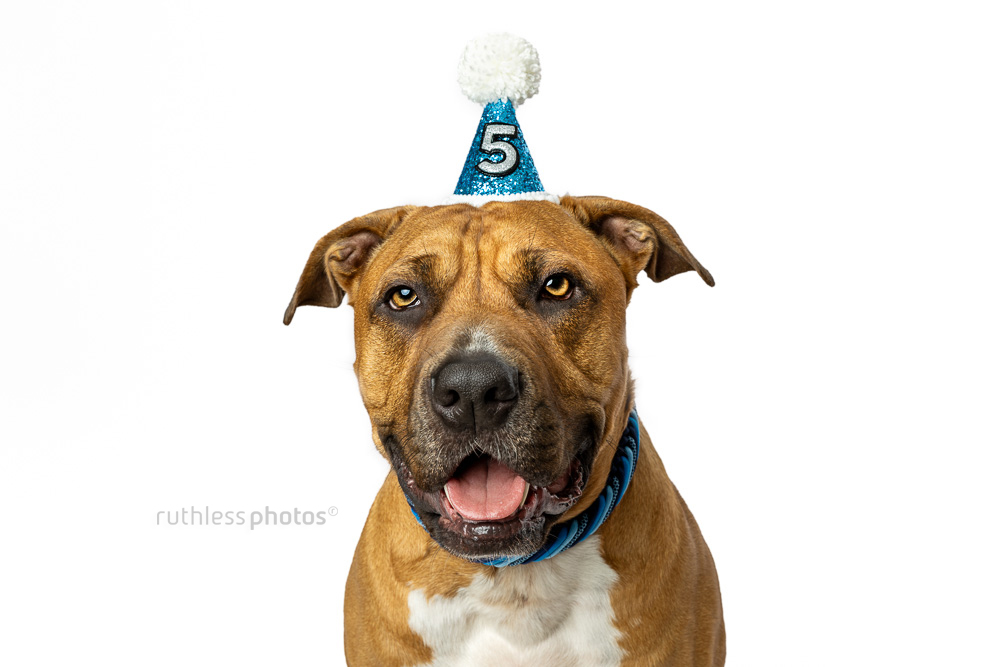Happy 5th Birthday, Butters! | Dog Photos Sydney