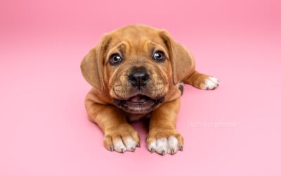 Meet Bessy – sydney puppy photographer