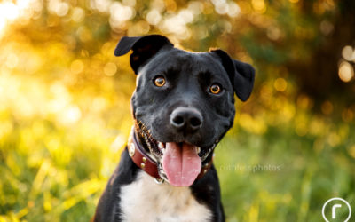 Adopt Me 03.18 – Sydney Rescue Dog Photos