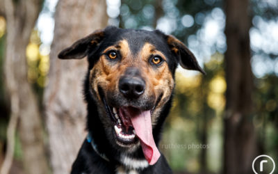 Adopt Me 03.17 – Sydney Rescue Dog Photos