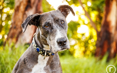 Adopt Me 01.17 – Rescue Dog Photographer Sydney
